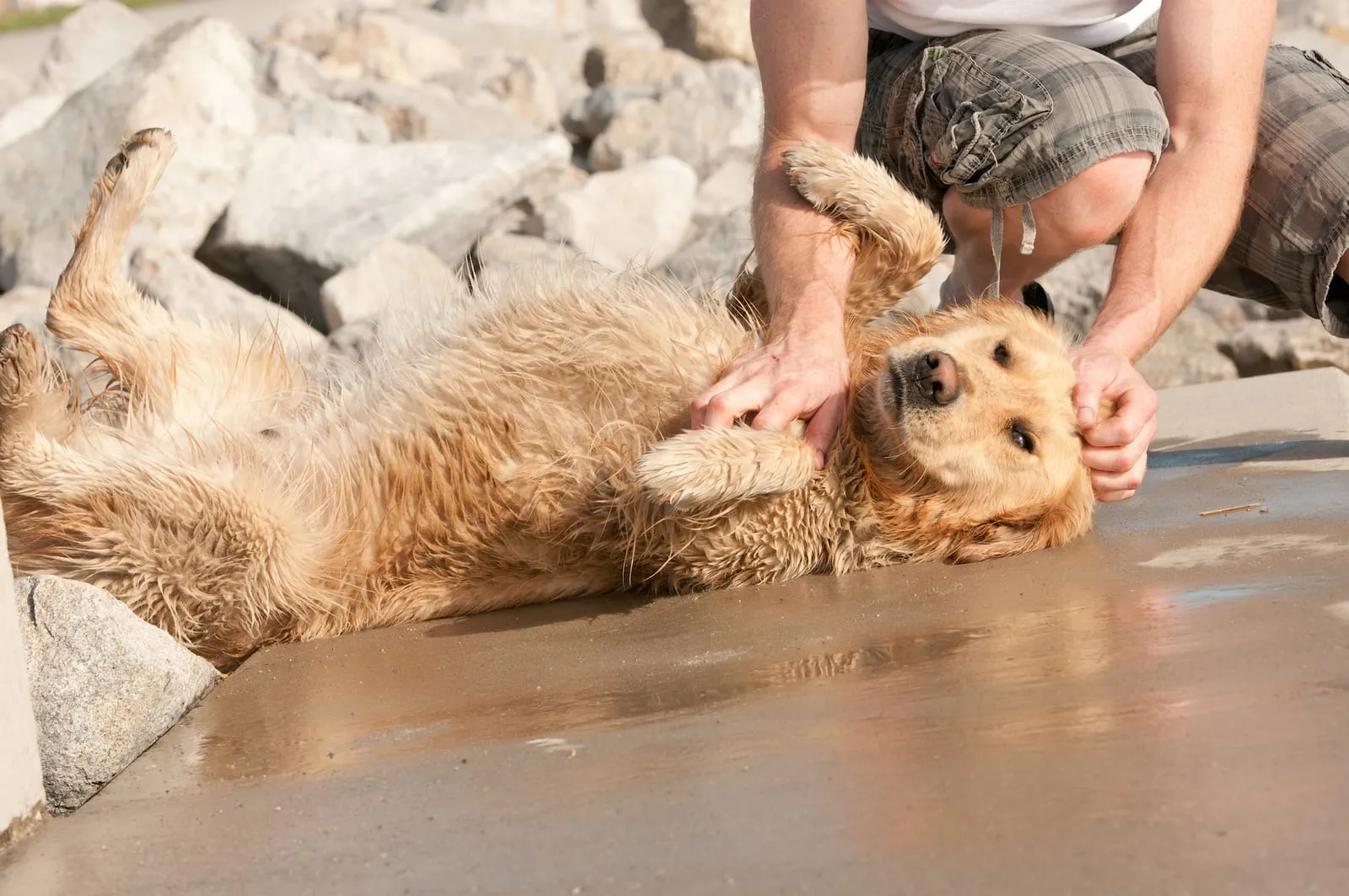 Golden retriever lying on its back on beach with owner