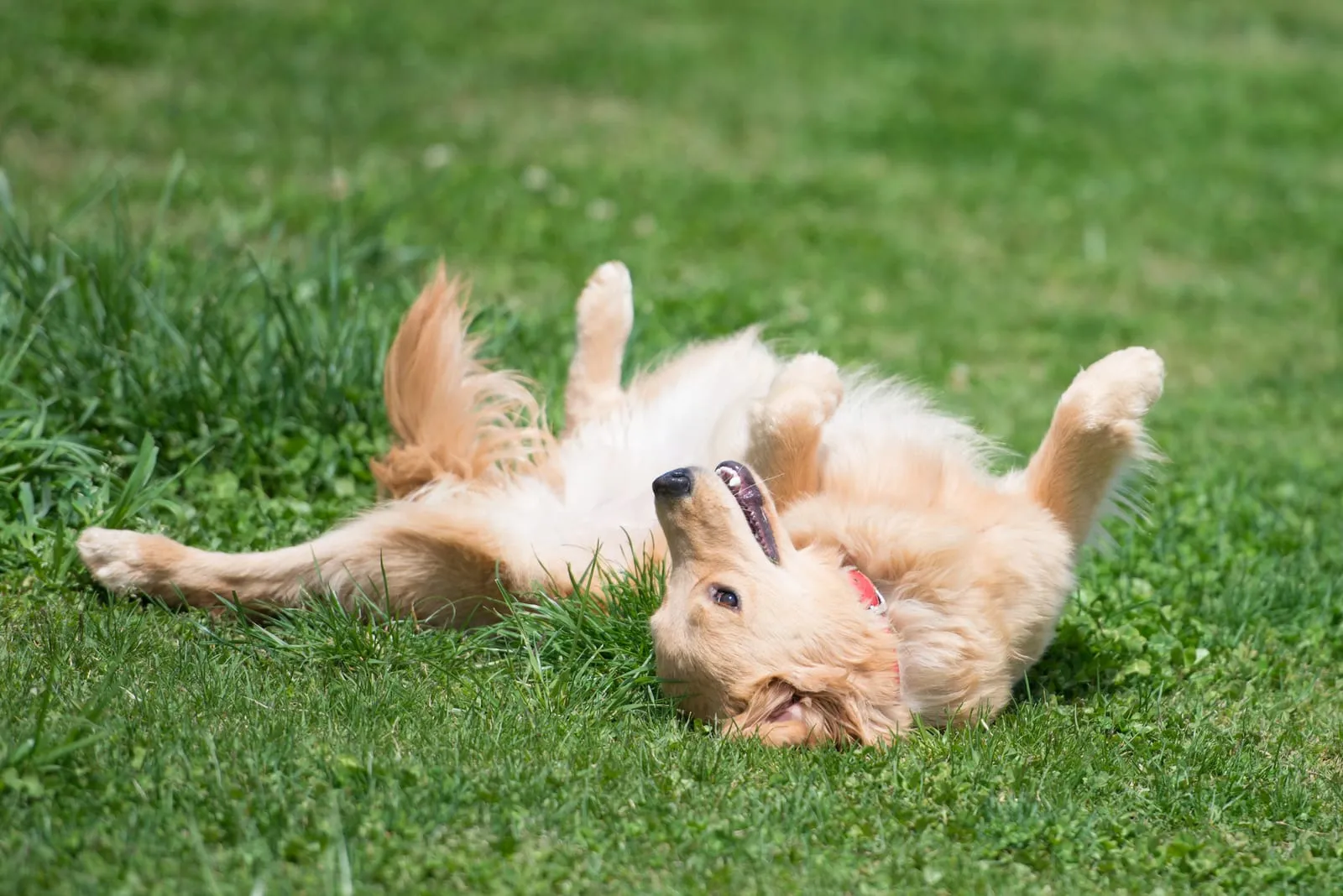 Golden retriever rolling around on grass on its back