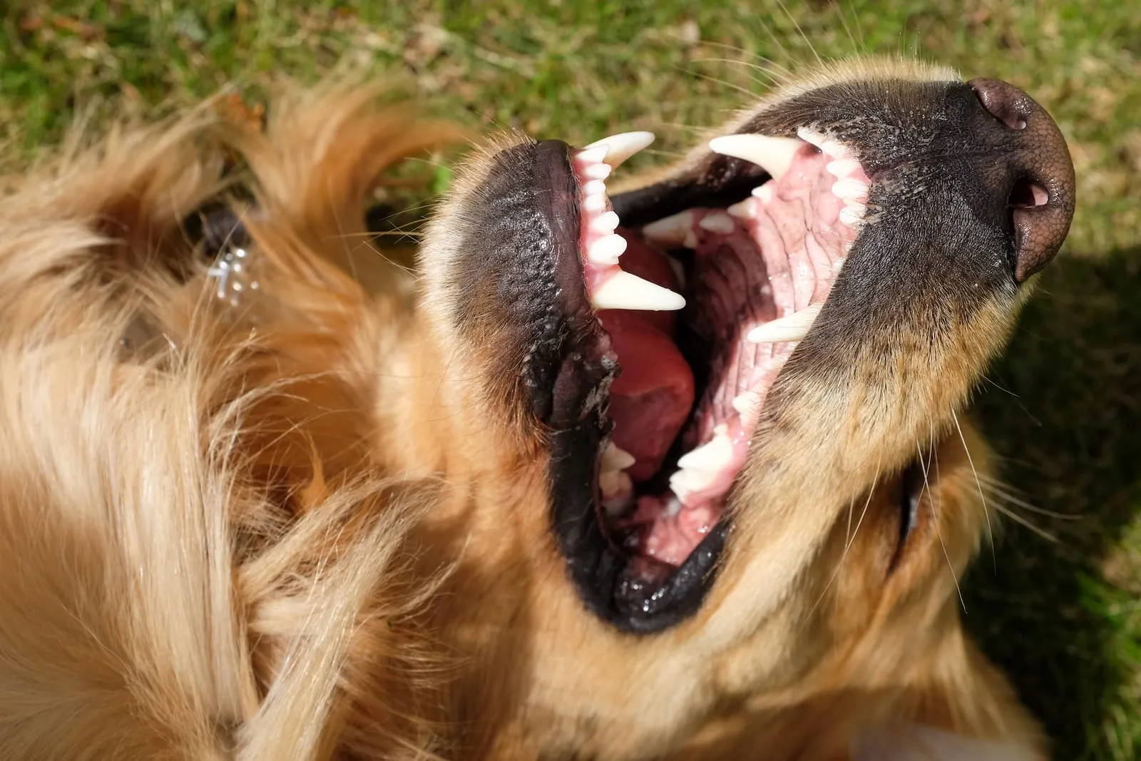 Golden retriever lying on its back showing its teeth