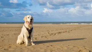 Golden retriever sitting on a beach